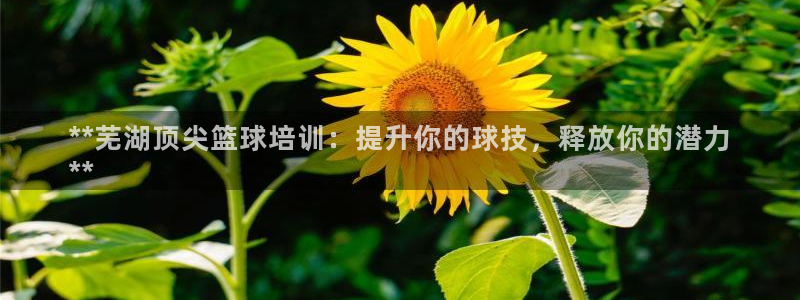 欧陆娱乐登录平台下载：**芜湖顶尖篮球培训：提升你的